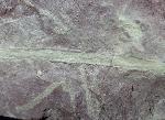 Desmiophyllum gothanii (FLORIN 1936) - Bild © FossNet FossilienStore